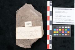 Foto (Objekt + Etikett) von Apocynophyllum amsonia Unger (NHMW-GEO-2024-0188-8009)